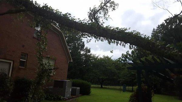 Tree on house