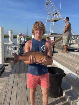 Nice mangrove snapper