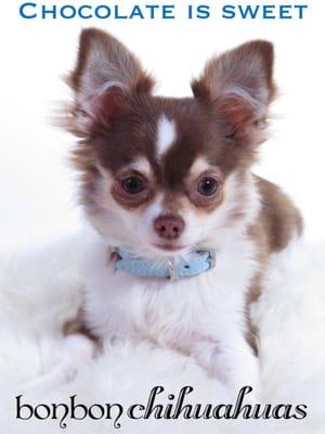 chocolate chihuahua puppy