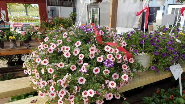 Hanging Baskets!