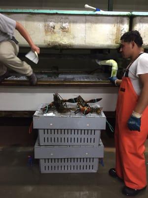 The 5 lb lobsters