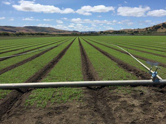 Santa Clara County Farm Ground