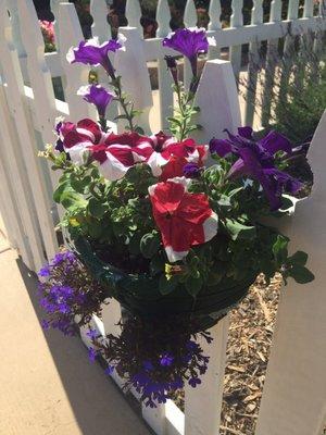 Nice flowers along the fence