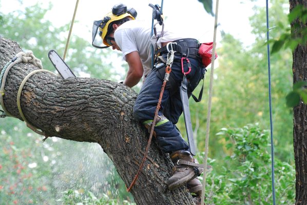 Arborist srevices