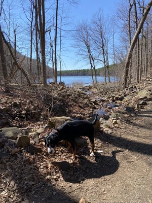 My pup enjoying the beautiful day