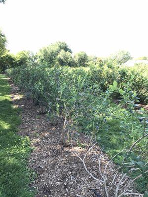 McCann's Berry Farm