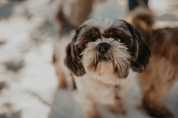 Gertrude. Our Shih tzu rescue :)