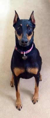 "Sierra" my beautiful Dobie...AKA's mascot :-)