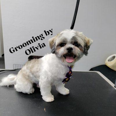 Shih tzu