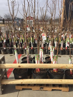 Fruit trees are ready!