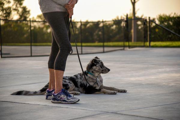 Dog Obedience Training