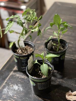 Tomato, bell peppers, & jalapeños plants