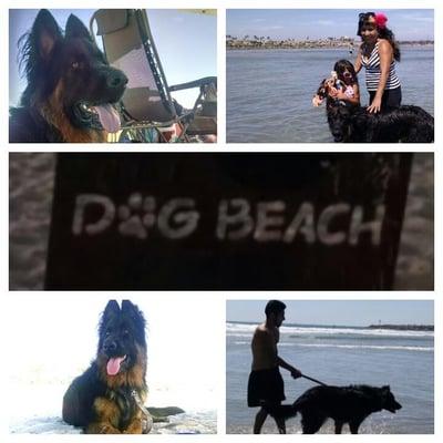 First time at Dog Beach it was heaven for him! Happiest dog ever!