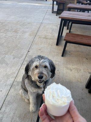 Puppy approved coffee shop