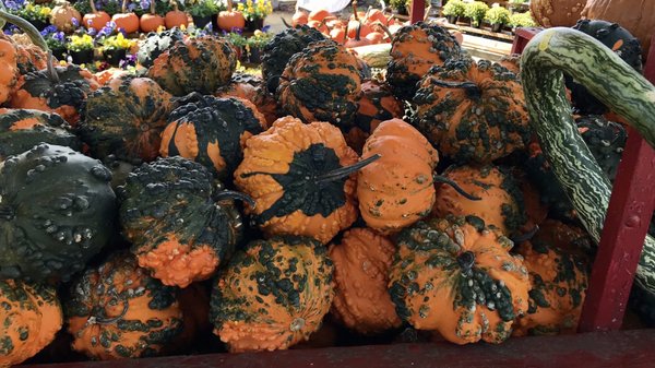 Best collection of gourds and pumpkins.