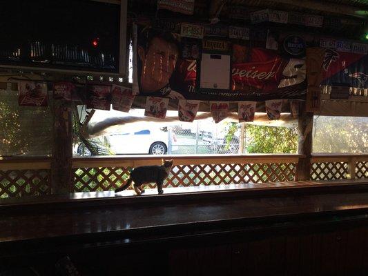 Bar cat.