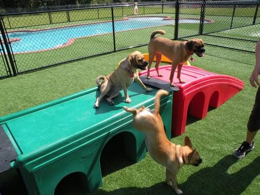 Doggie Day Care - over 6,000 sq.ft. of synthetic grass, that way your dog will go home clean!