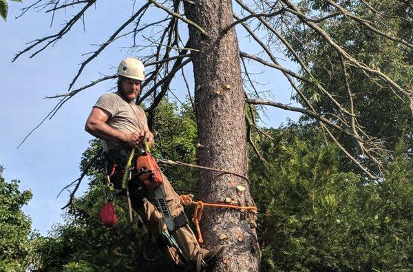 A1 Timber Tree Service