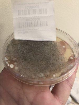 Mold tested from carpets