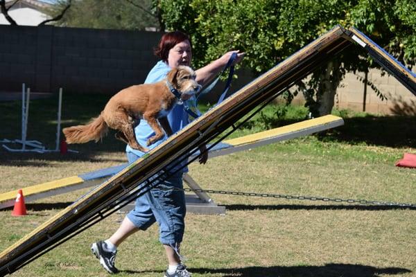 Dog Obedience and Dog sports classes