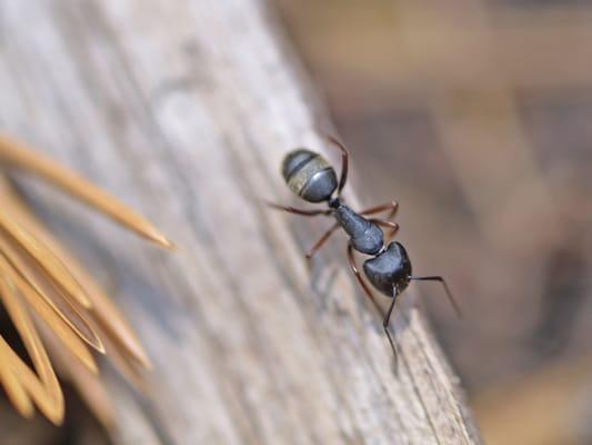 Targeted, low dose treatments eliminate ants at the source.