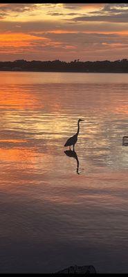 Great blue heron at our location during sunset