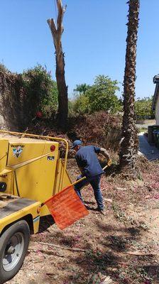 Removing some bugambillias trees and cleaning back yard