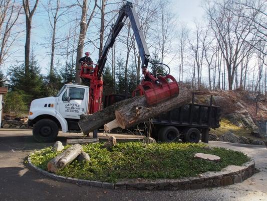 Gentile Tree Care, LLC