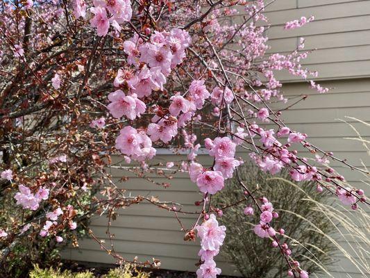 Cherry  Blossoms outside