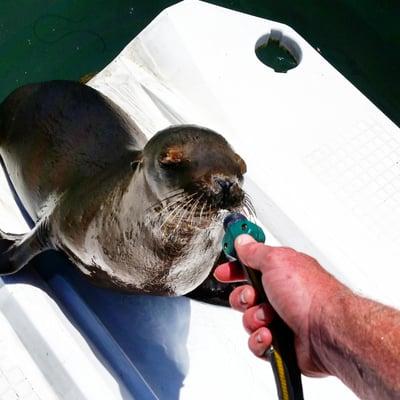 Make sure to say hi to "Squirt" the resident sea lion at Capo Beach Watercraft.