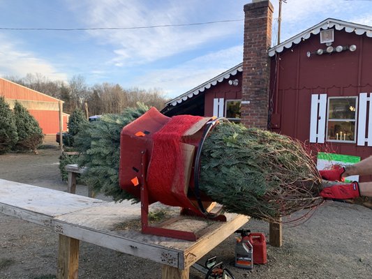 Krell farm tree wrapping