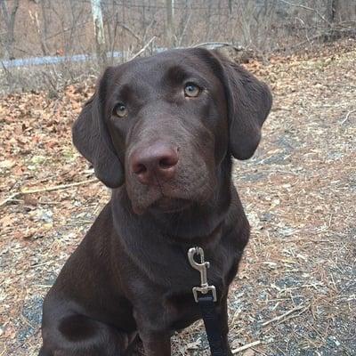 Harley out for her afternoon walk