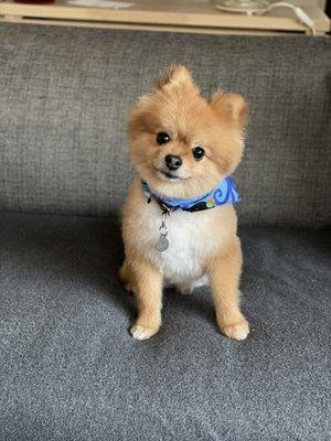 Archie the Pom