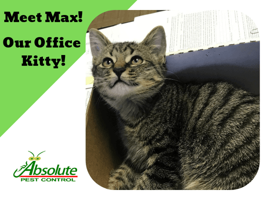 Our office cat Max.