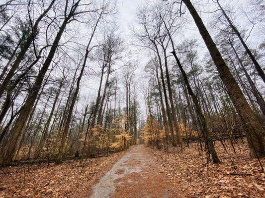 Pigeon Hill Trail & Cheatham Hill