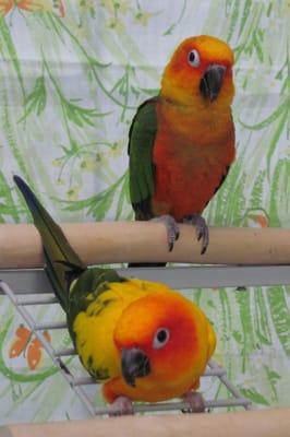 Conures