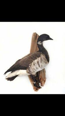 Banded Brant by John Desmone!