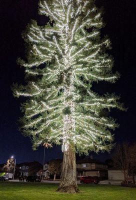 Huge tree, covered in lights. "Nightsight" on cellphone used for this pic.