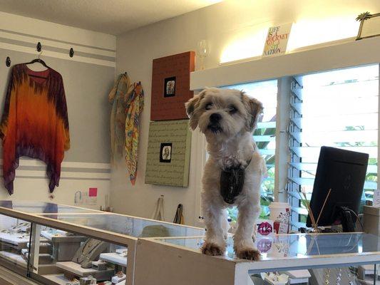 Coconut prances on the counter like it's a catwalk during fashion week!