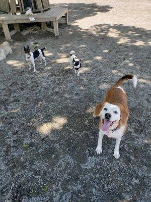 The Canine Crew