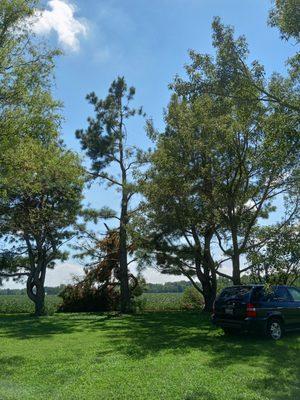 Top broke out of this pine tree and onto neighbors soy beans.