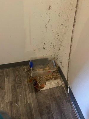 Dirty mold mildew