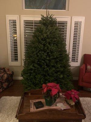 Grand Fir 6-8'