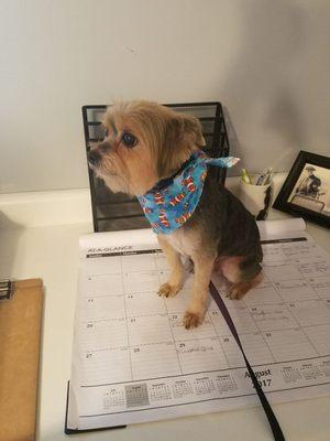 He thinks he's a desk dog!