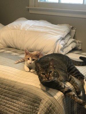 My 2 year old resident cat in love with his new brother!