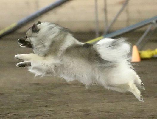 Tessa In Agility Ring