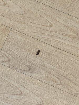 Dead roach in Women's fitting room