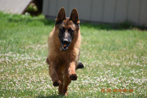 Brush Creek Dog Training & Boarding