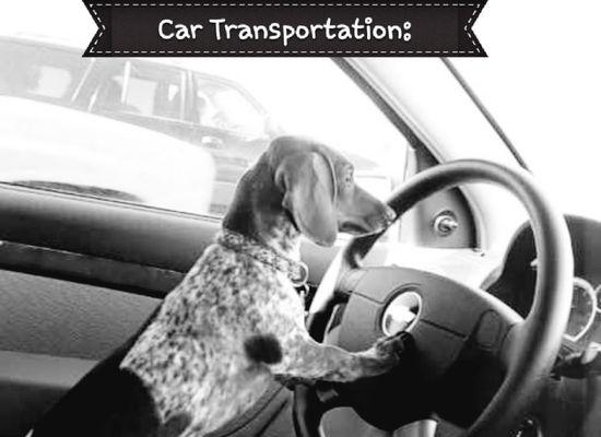 Can't make it to a Vet Appointment or need me to pick up your fur babies from Grooming?  Ask me about my Transportation Services.