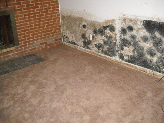 Mold in the basement.  Sump Pump back up.